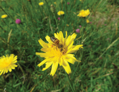 Effects of landscape structure and climate seasonality on pollen intake by honeybees in Neotropical highland agroecosystems
