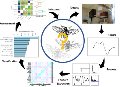 Resolving the identification of weak-flying insects during flight: a coupling between rigorous data processing and biology